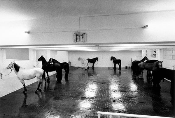 Jannis Kounellis, cavalli - arte povera
