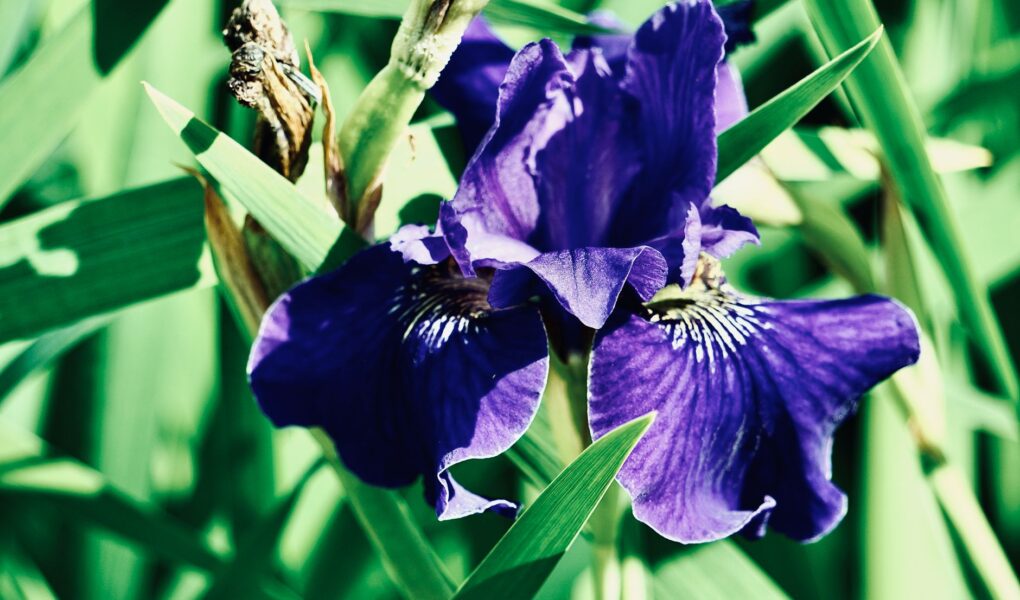 Fiore di iris viola in un giardino