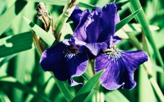 Fiore di iris viola in un giardino