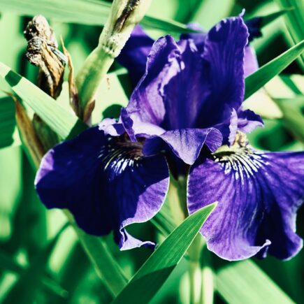 Fiore di iris viola in un giardino
