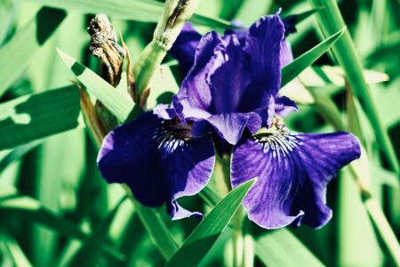 Fiore di iris viola in un giardino