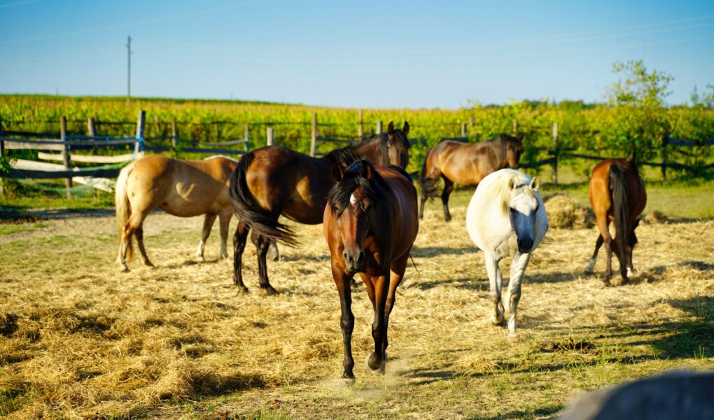 Rosa Bonheur: il permesso di essere se stessa