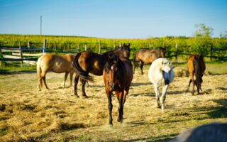 Rosa Bonheur: il permesso di essere se stessa