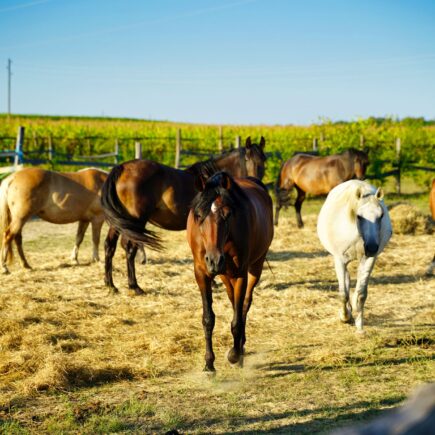 Rosa Bonheur: il permesso di essere se stessa
